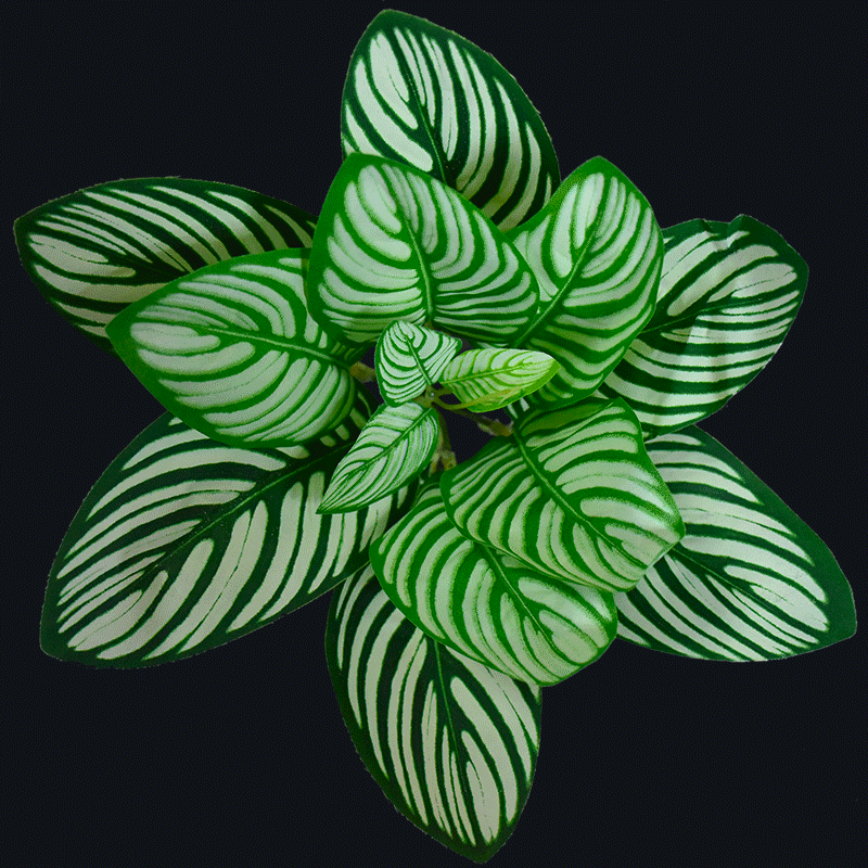 Artificial peacock leaves A-F055