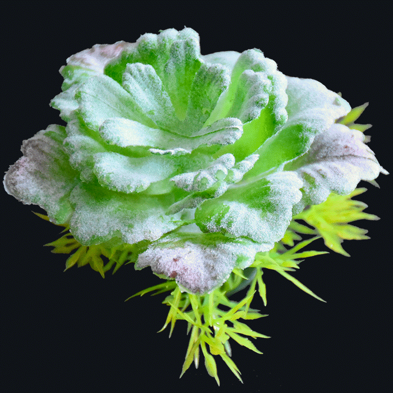 Artificial Succulents AS-S041G